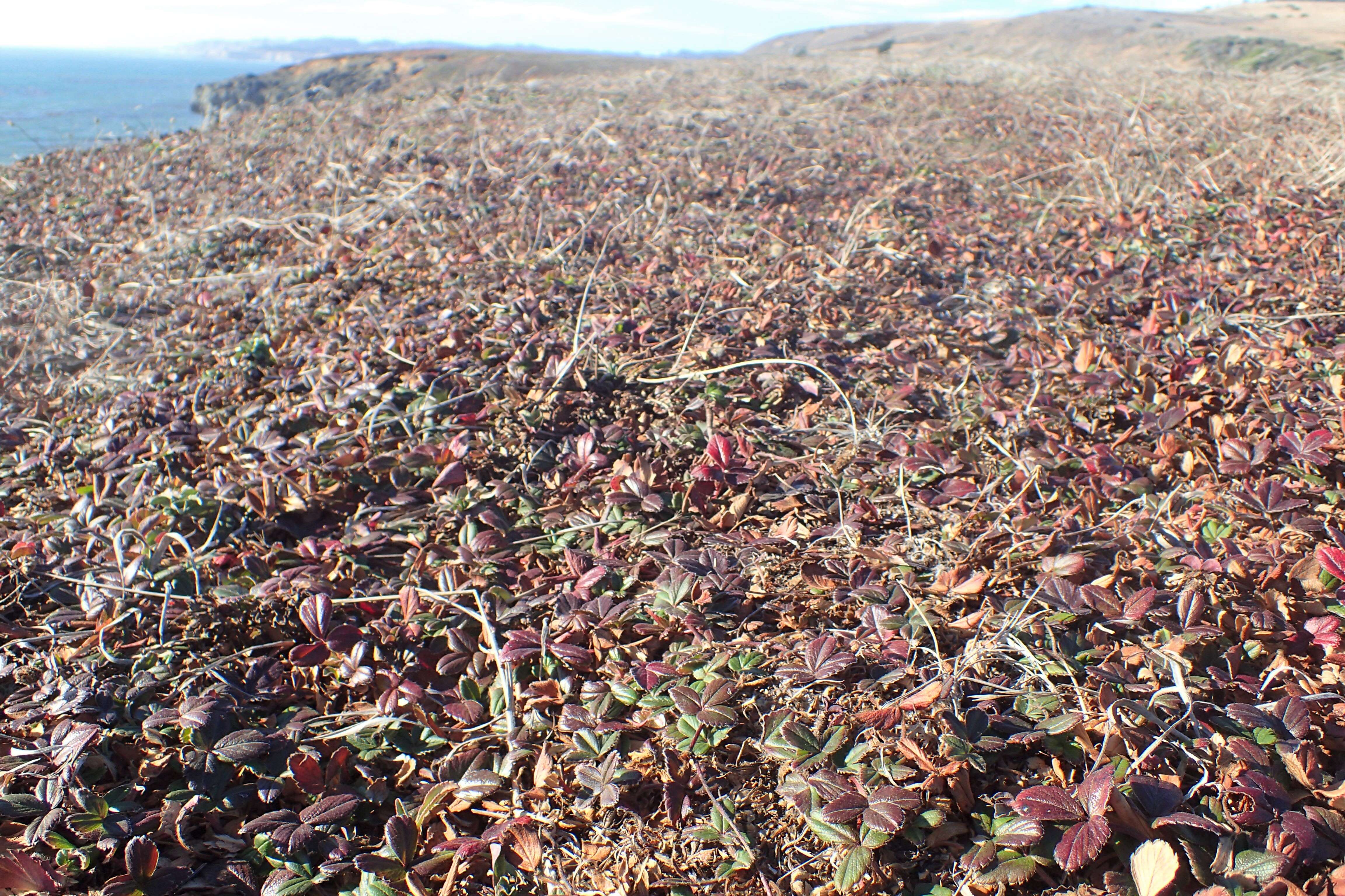 Image of beach strawberry