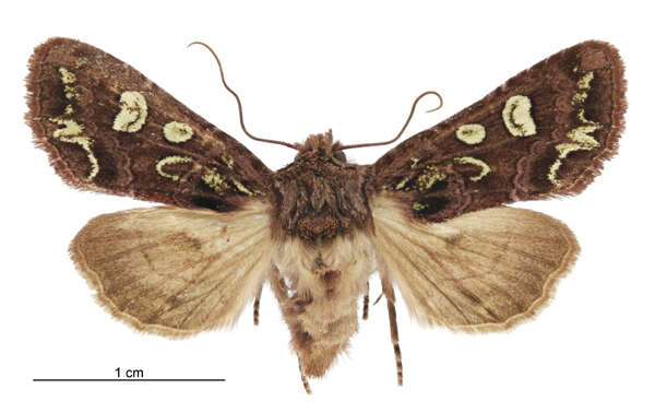 Image of Ichneutica chlorodonta