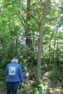 Image of black locust