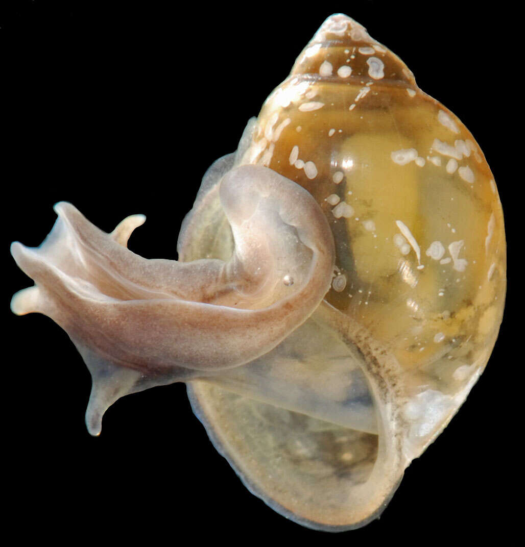 Image of acute bladder snail