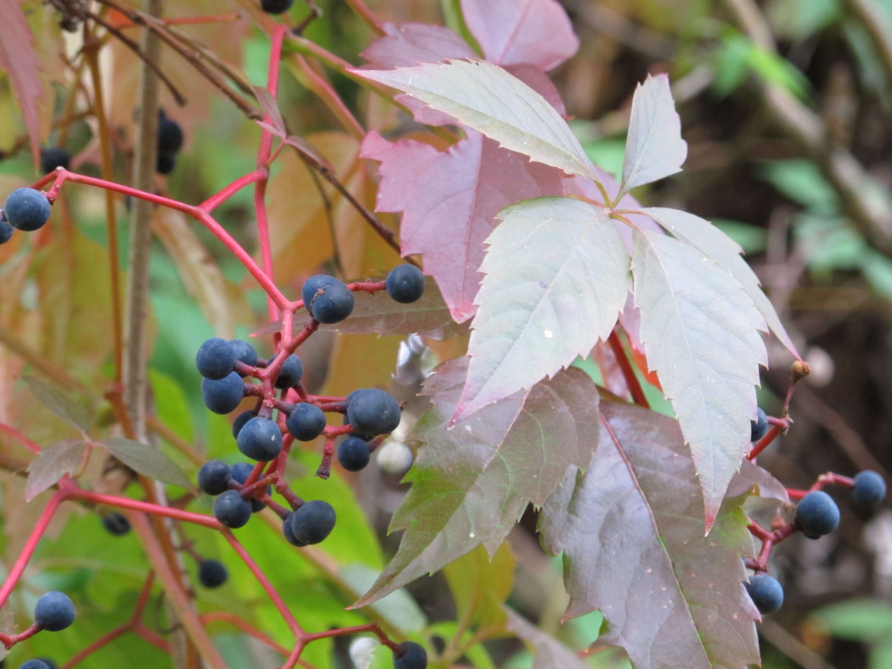 Image de vigne vierge commune