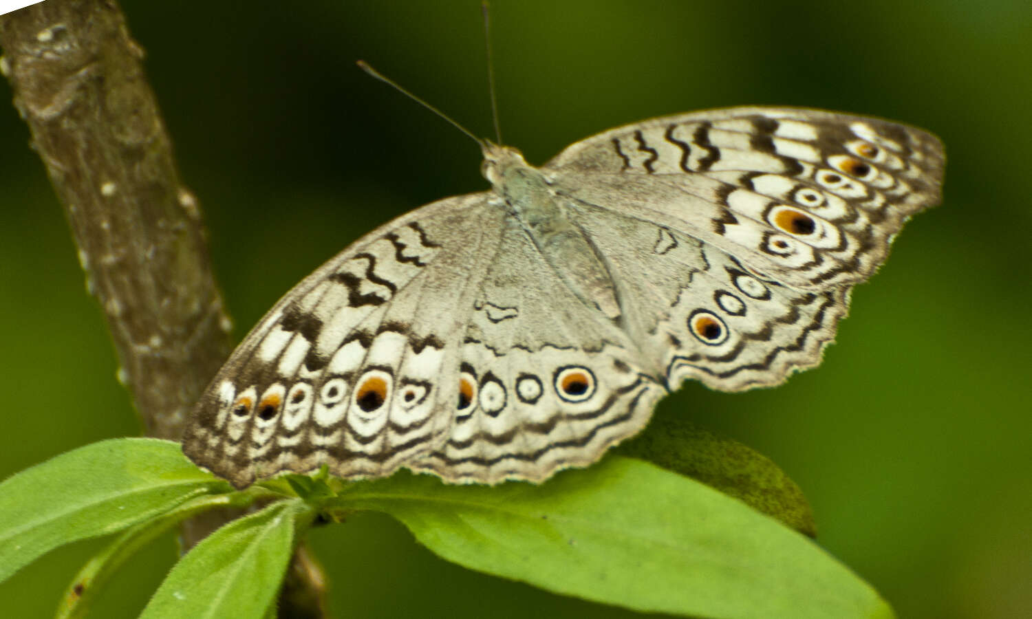 Plancia ëd Junonia atlites Linnaeus 1763