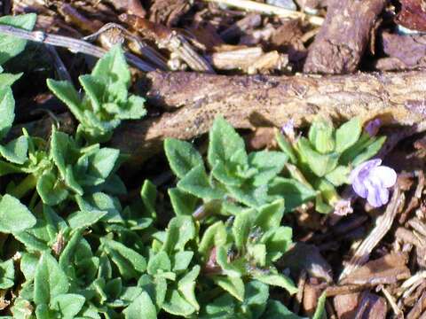 Image of Clinopodium alpinum