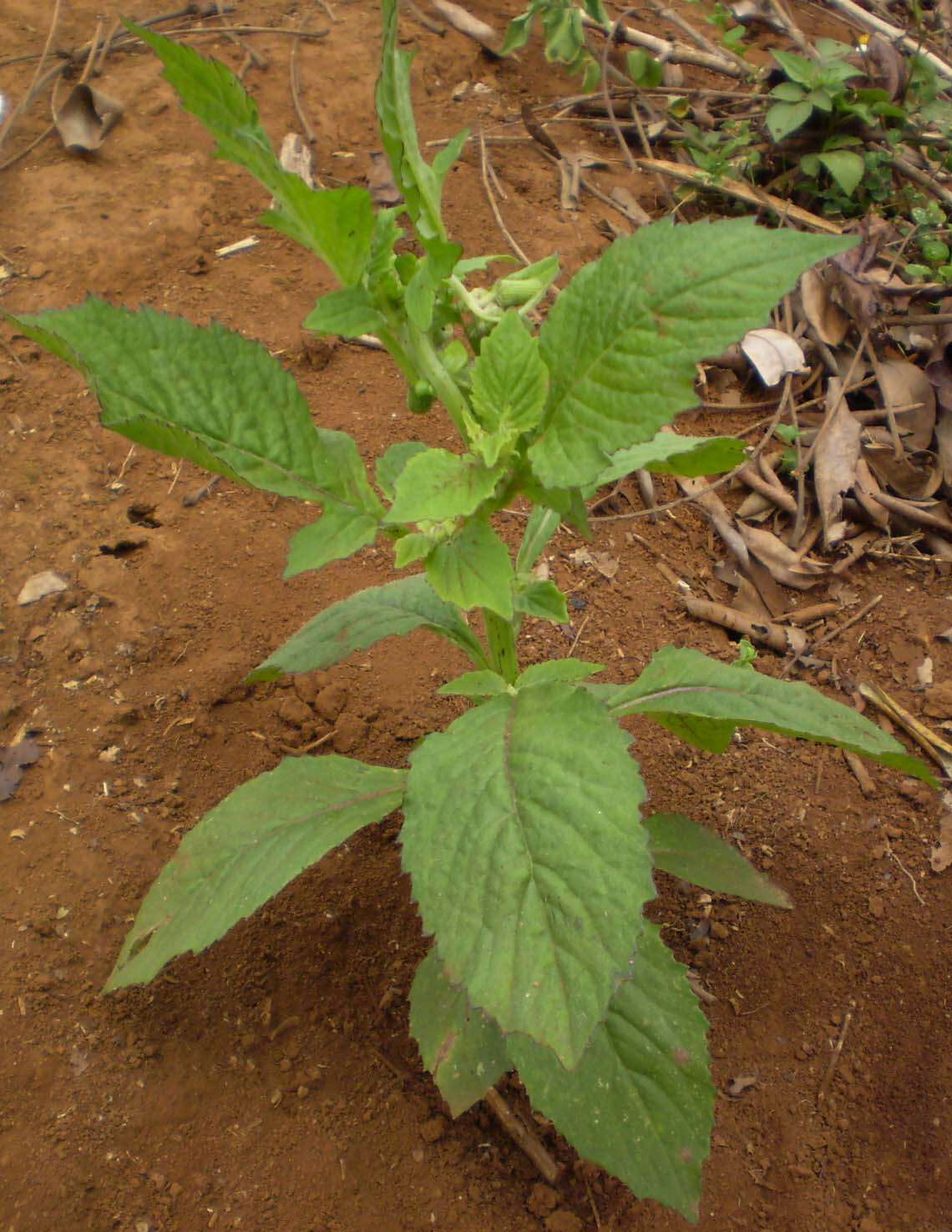 Image of ragleaf