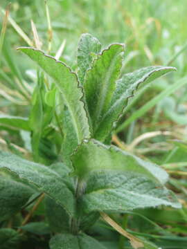 Image of Horse Mint