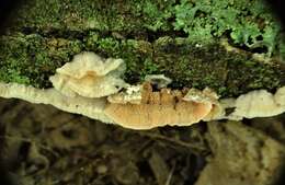 Image of Phlebia tremellosa (Schrad.) Nakasone & Burds. 1984