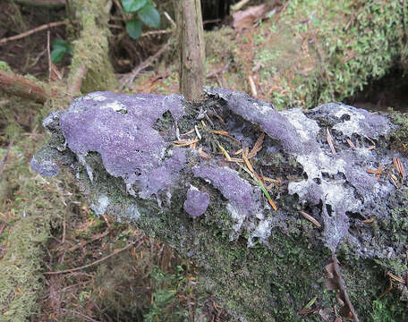 Image of Dog vomit slime mold