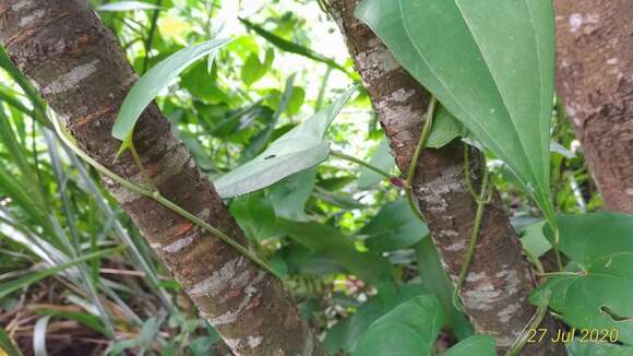 صورة Fallopia multiflora (Thunb.) K. Haraldson