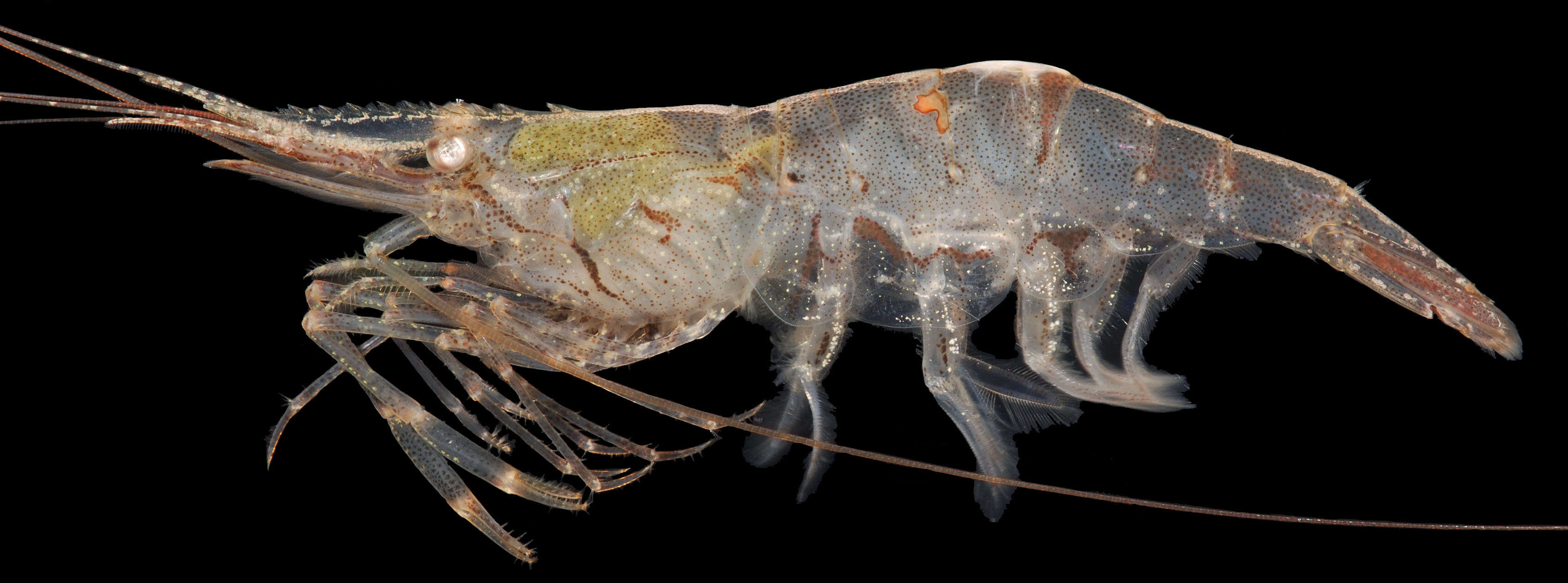 Image of Migrant prawn