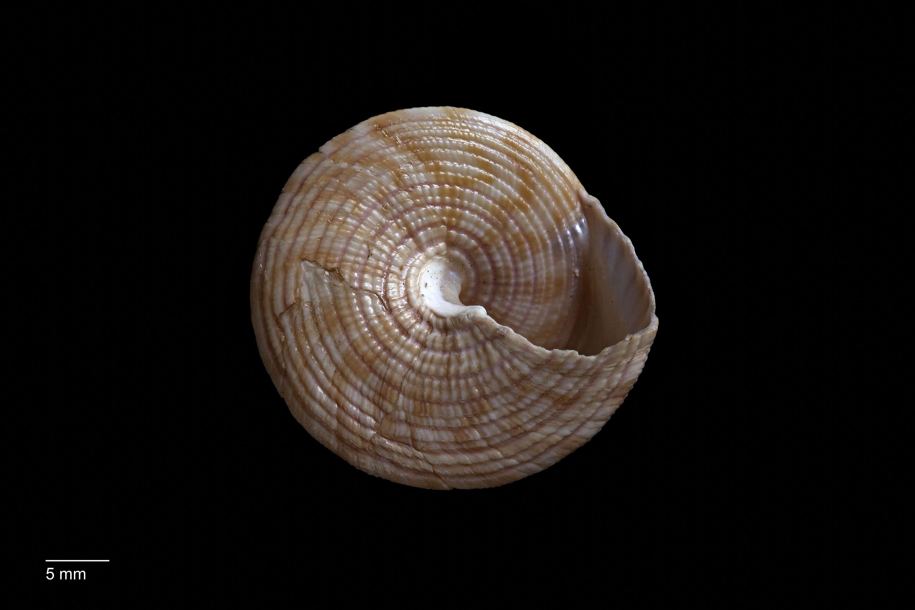 Image of Astele armillata (Wood 1828)