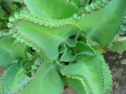 Kalanchoe laetivirens Descoings resmi