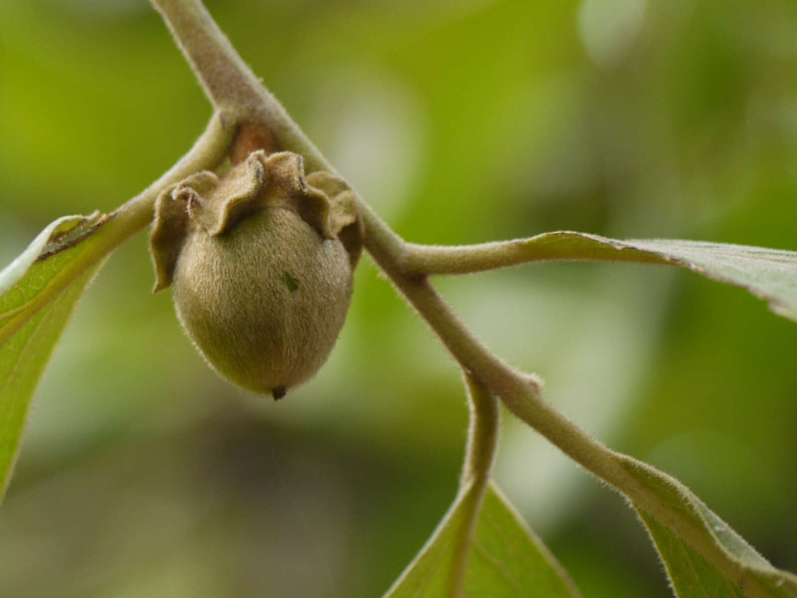 Image de Diospyros melanoxylon Roxb.