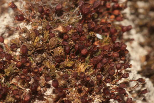 Image of ovate pterygoneurum moss