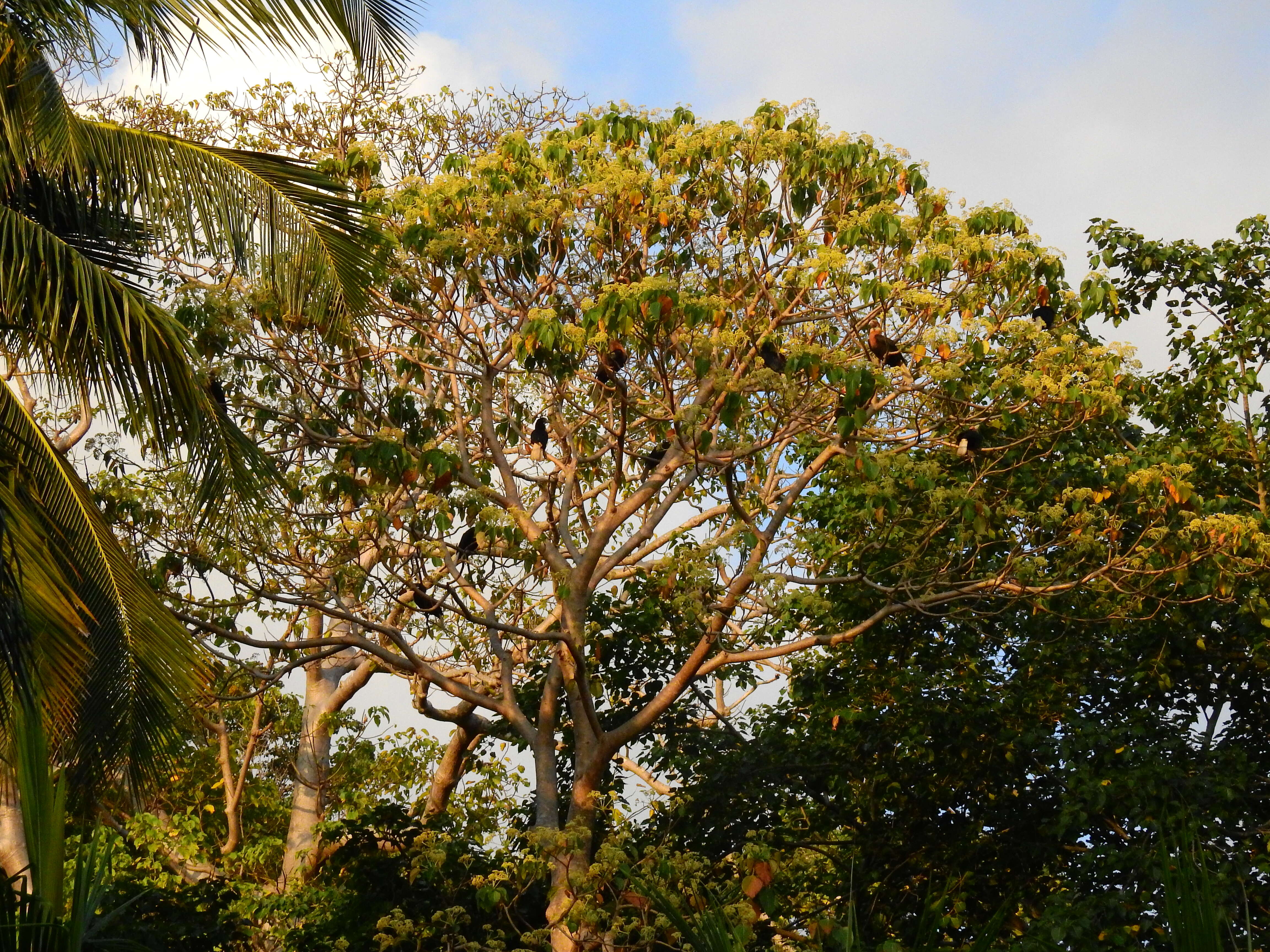 Image of Narcondam Hornbill