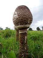 Image of Macrolepiota procera (Scop.) Singer 1948