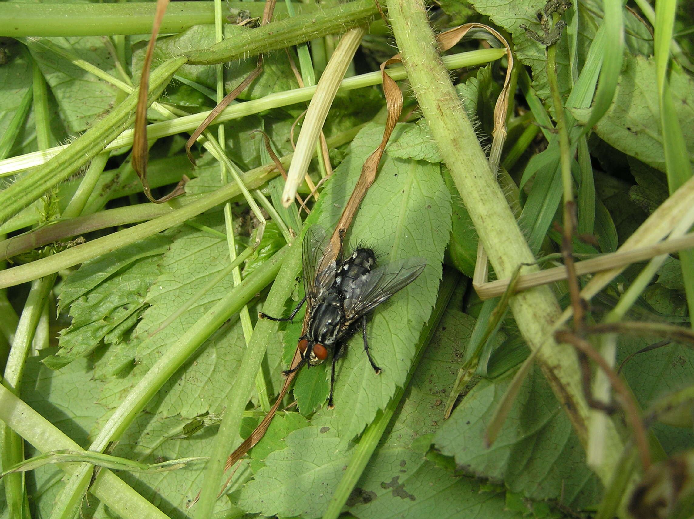 Image of Sarcophaga carnaria (Linnaeus 1758)