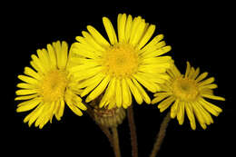 Image of Yellow felicia