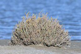 Слика од Salicornia perennis Miller