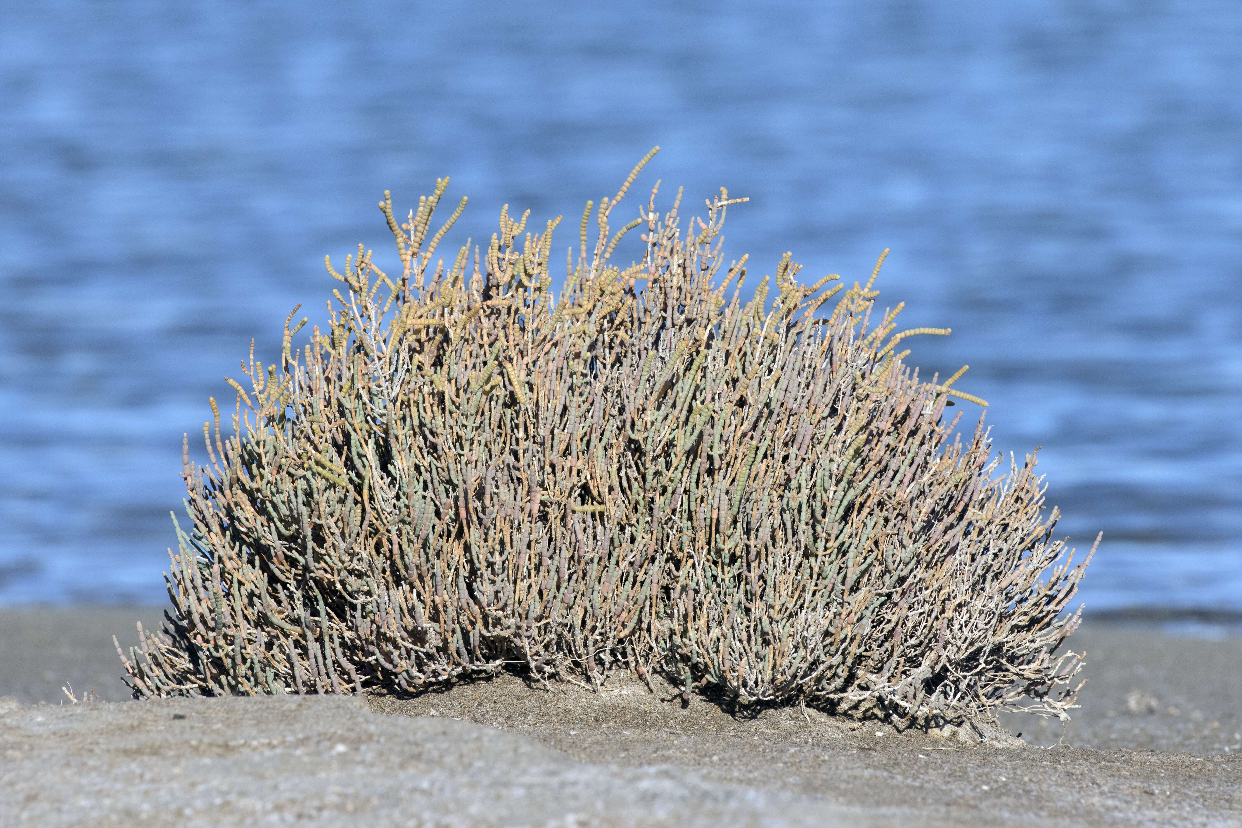 Слика од Salicornia perennis Miller