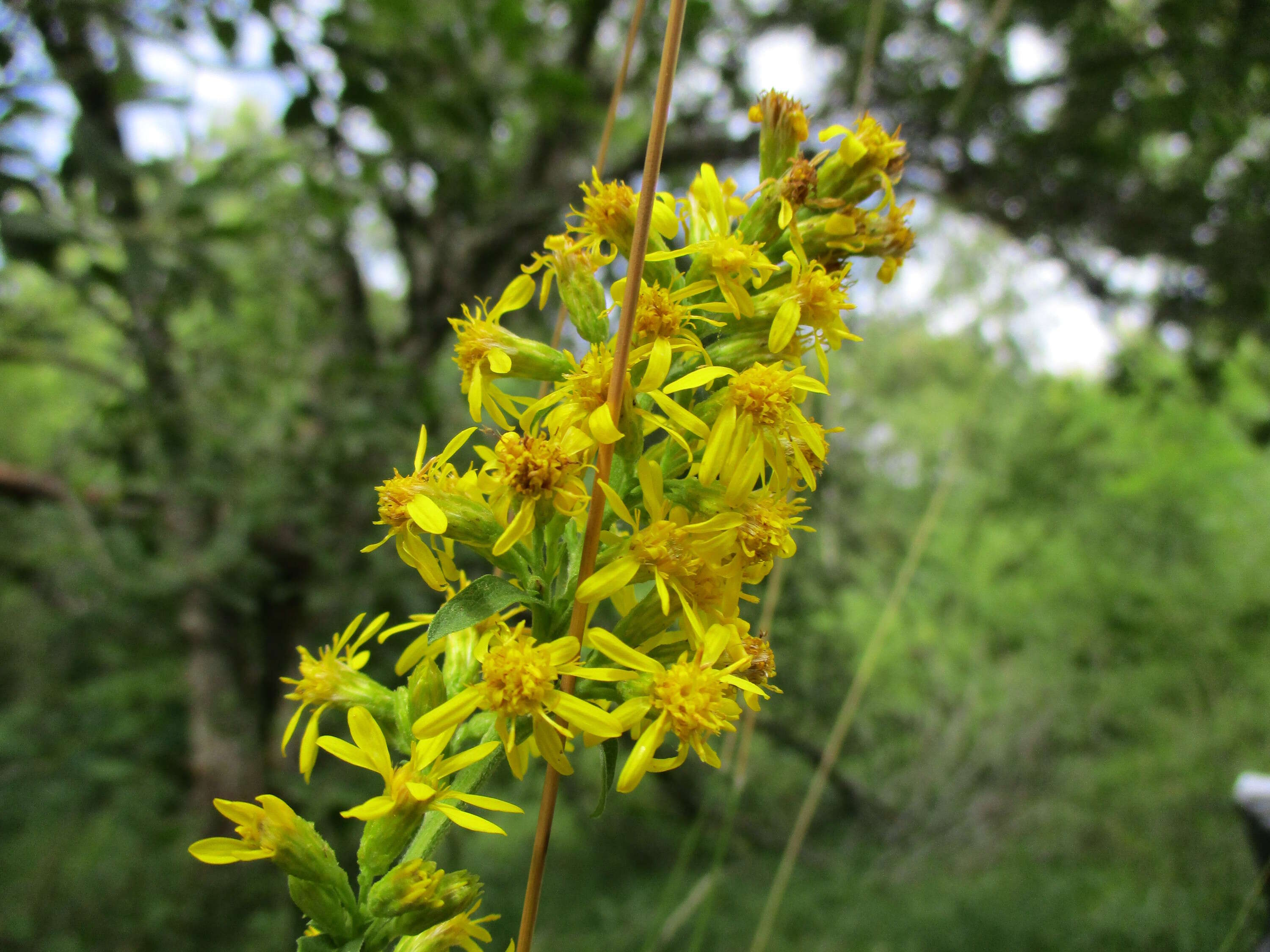 Image of goldenrod