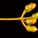 Image of Eucalyptus cerasiformis M. I. H. Brooker & D. F. Blaxell