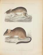 Слика од Neotoma subgen. Teonoma Gray 1843