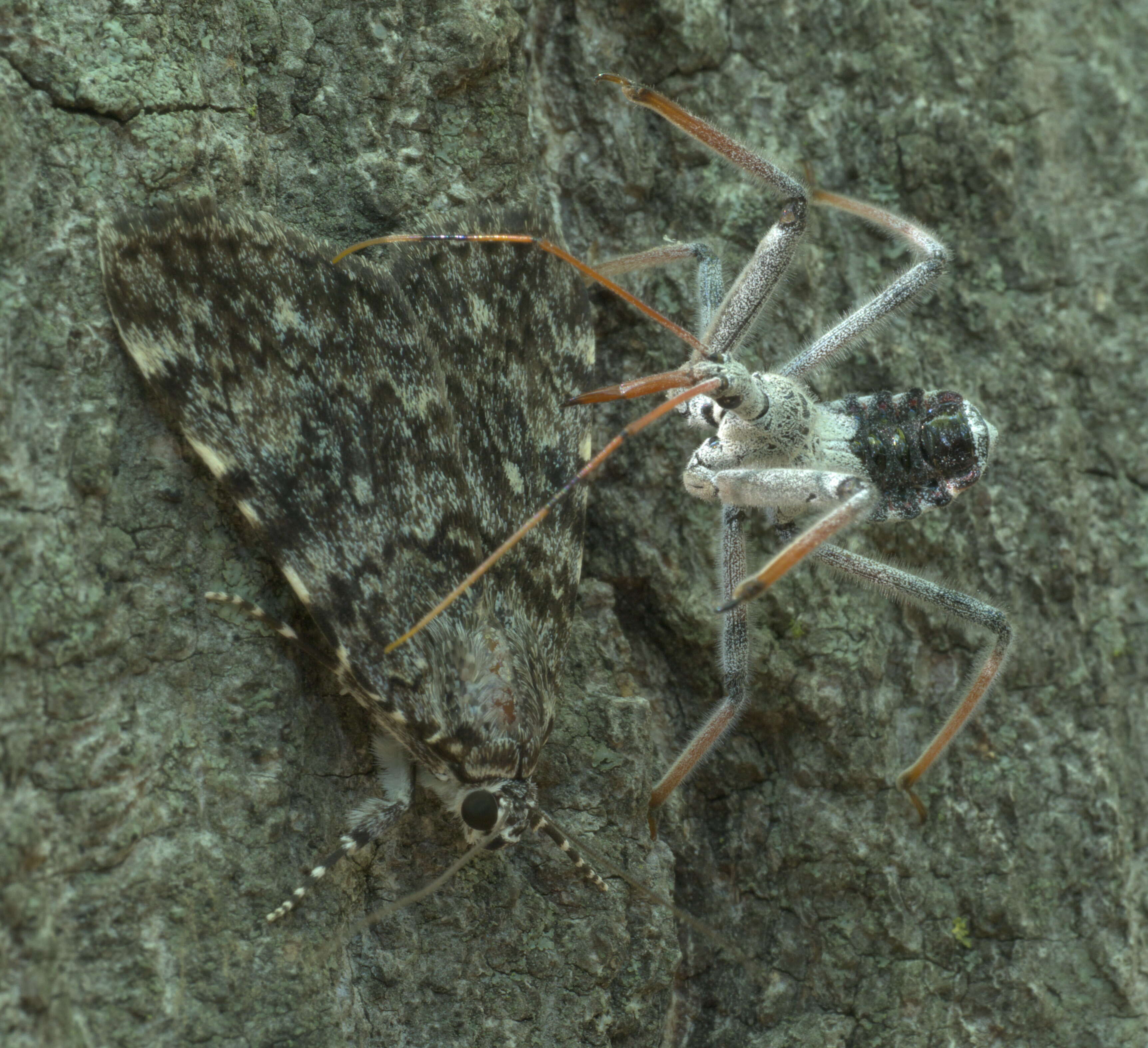 Image of Wheel Bug