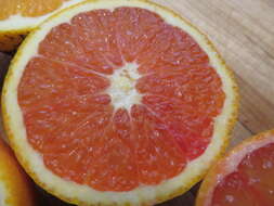 Image of Citrus × sinensis