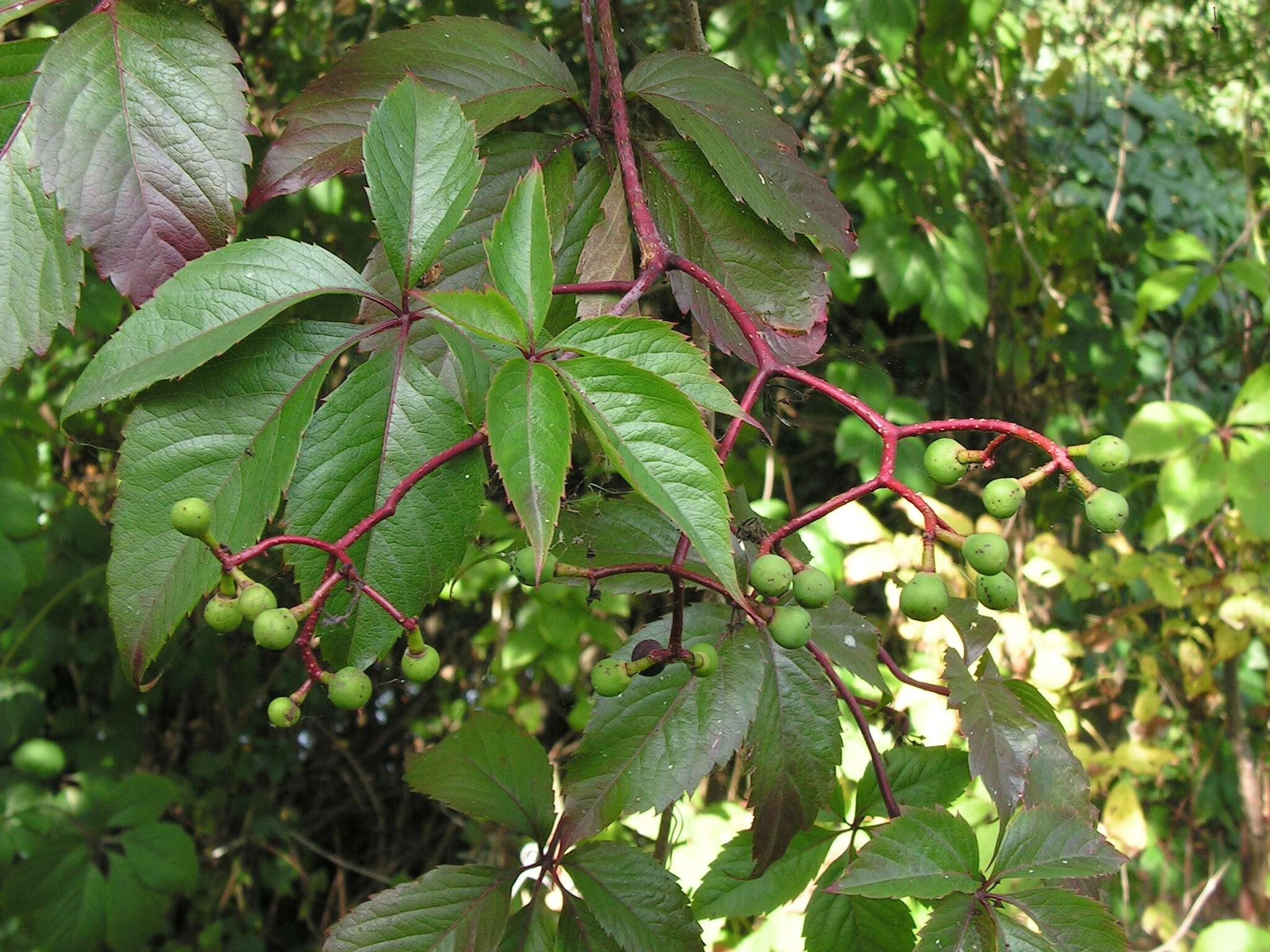 Image of Virginia creeper