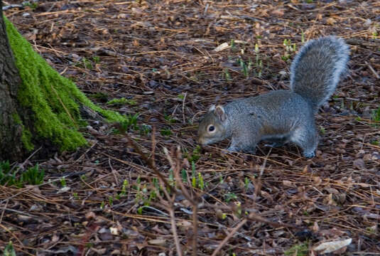 Image of Sciurus subgen. Sciurus Linnaeus 1758