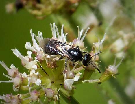 صورة Lasioglossum cupromicans (Pérez 1903)