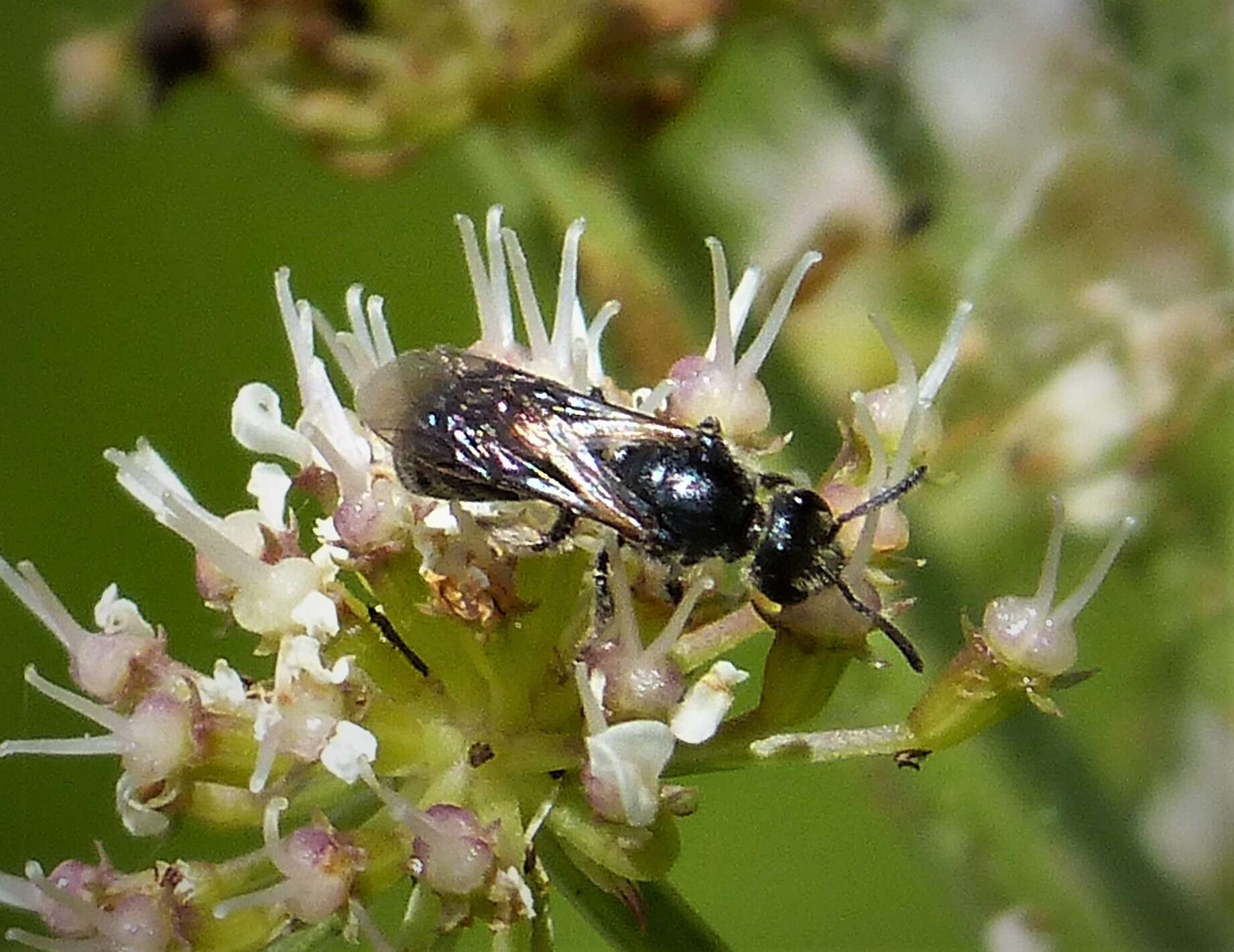 Lasioglossum cupromicans (Pérez 1903)的圖片