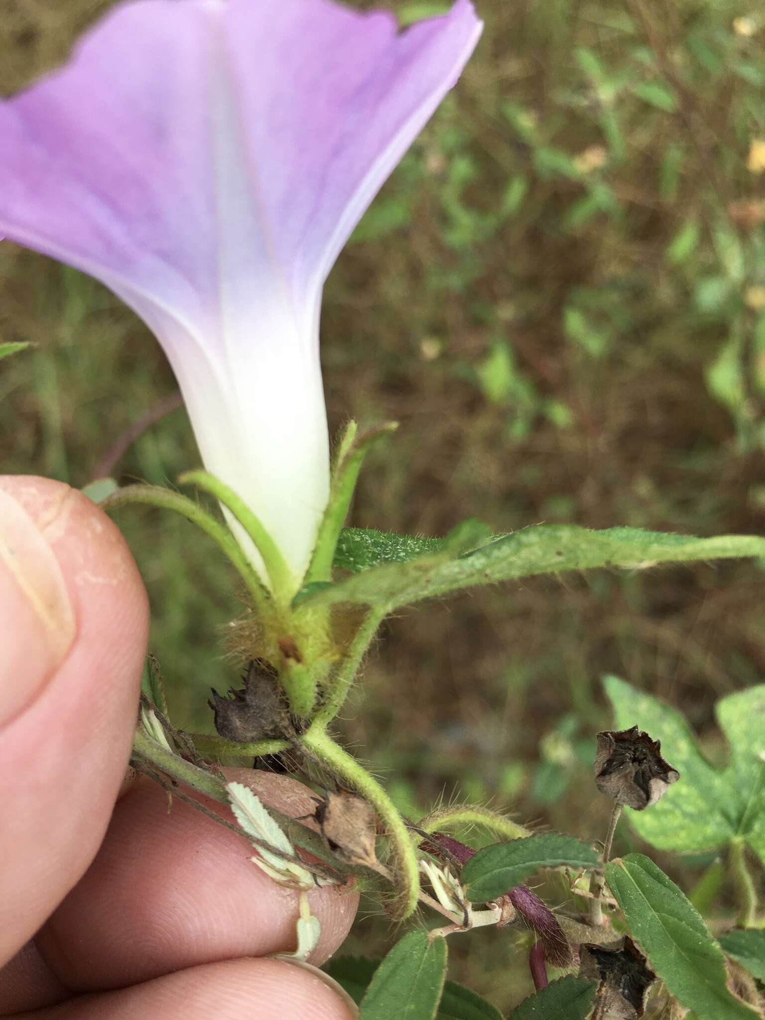 Image of Ivyleaf morning-glory