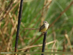 Prinia flaviventris (Delessert 1840) resmi