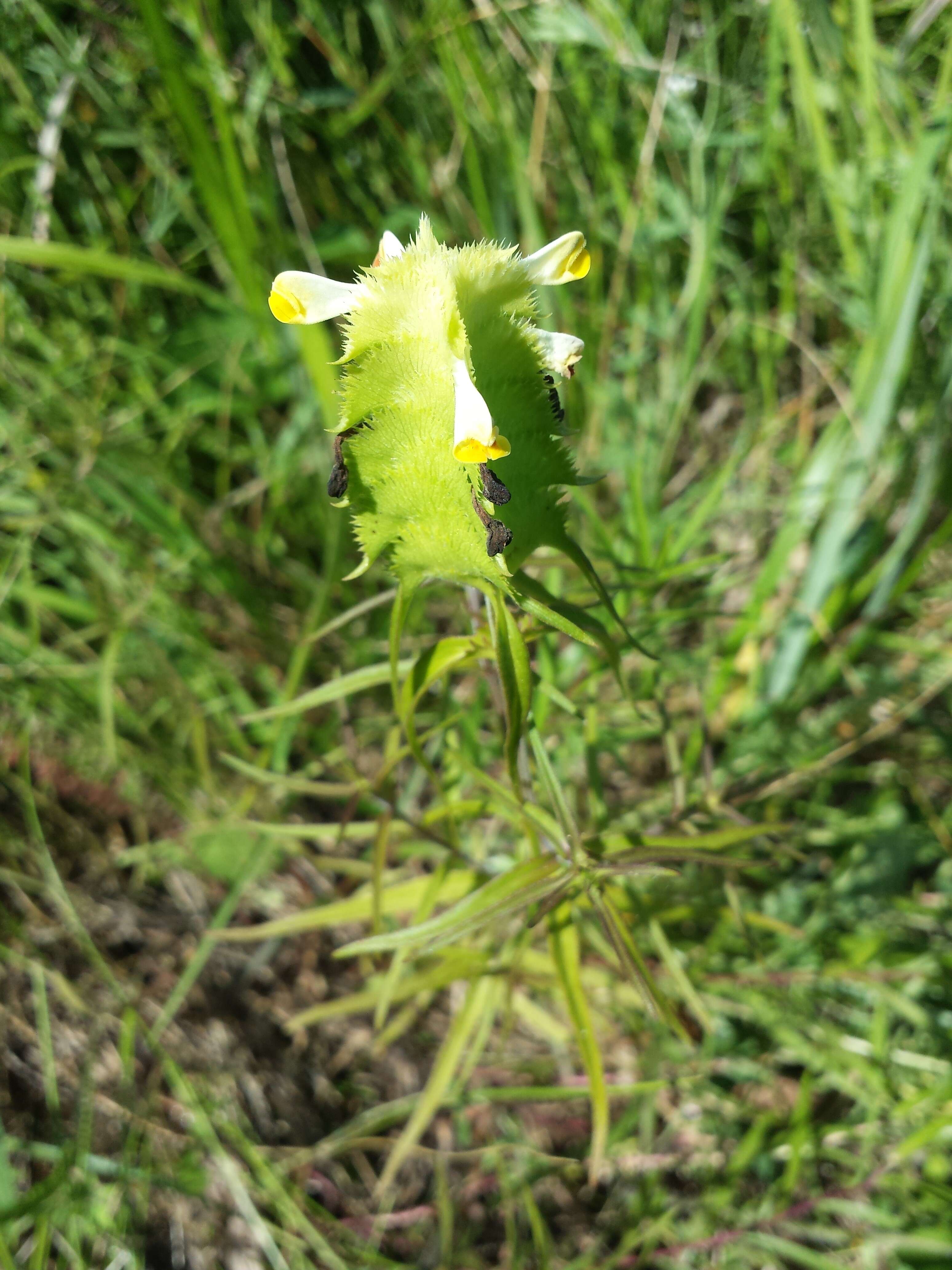 Image of Crested Cow-wheat