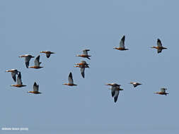 Image of Ruddy Shelduck