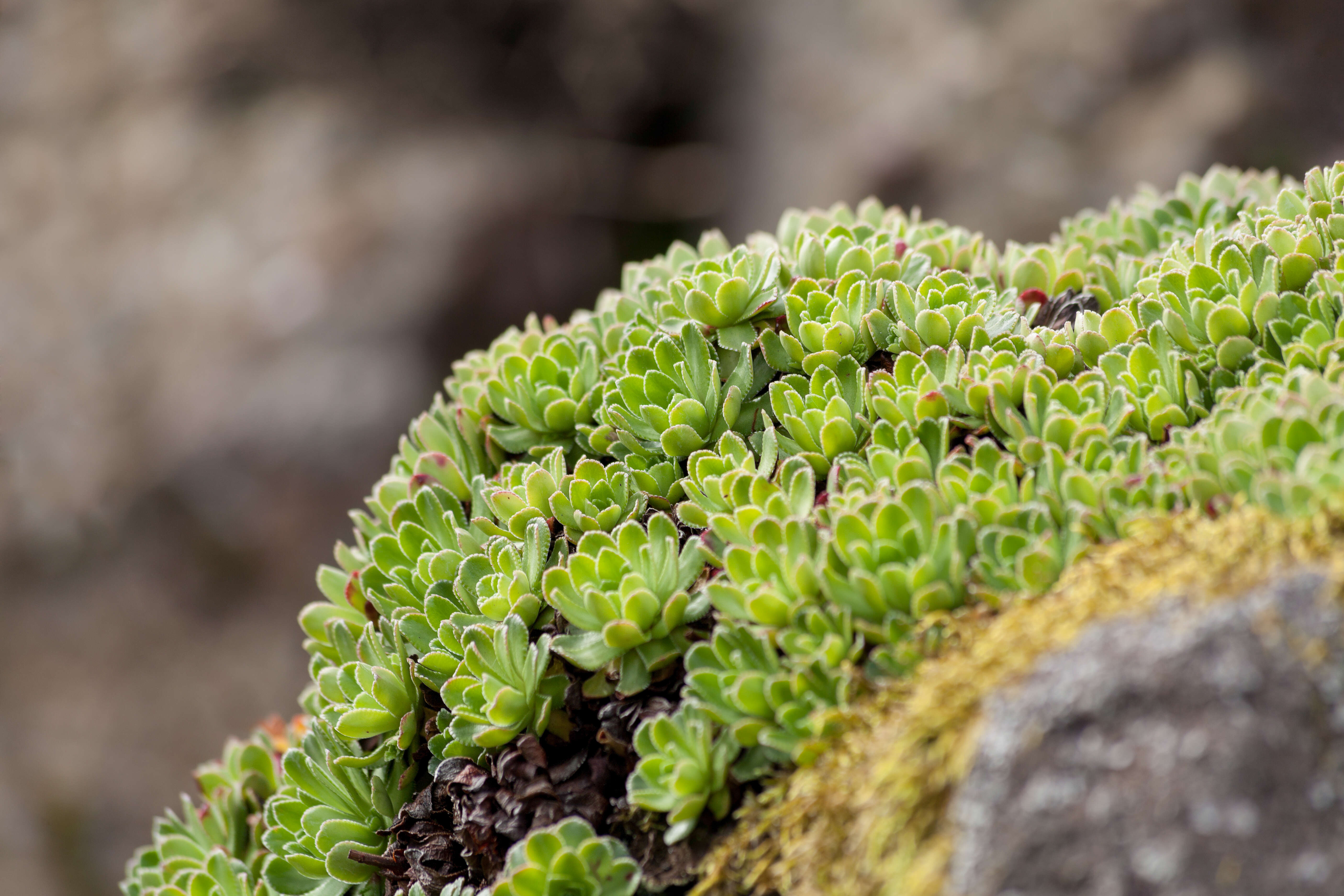 Image of saxifrage