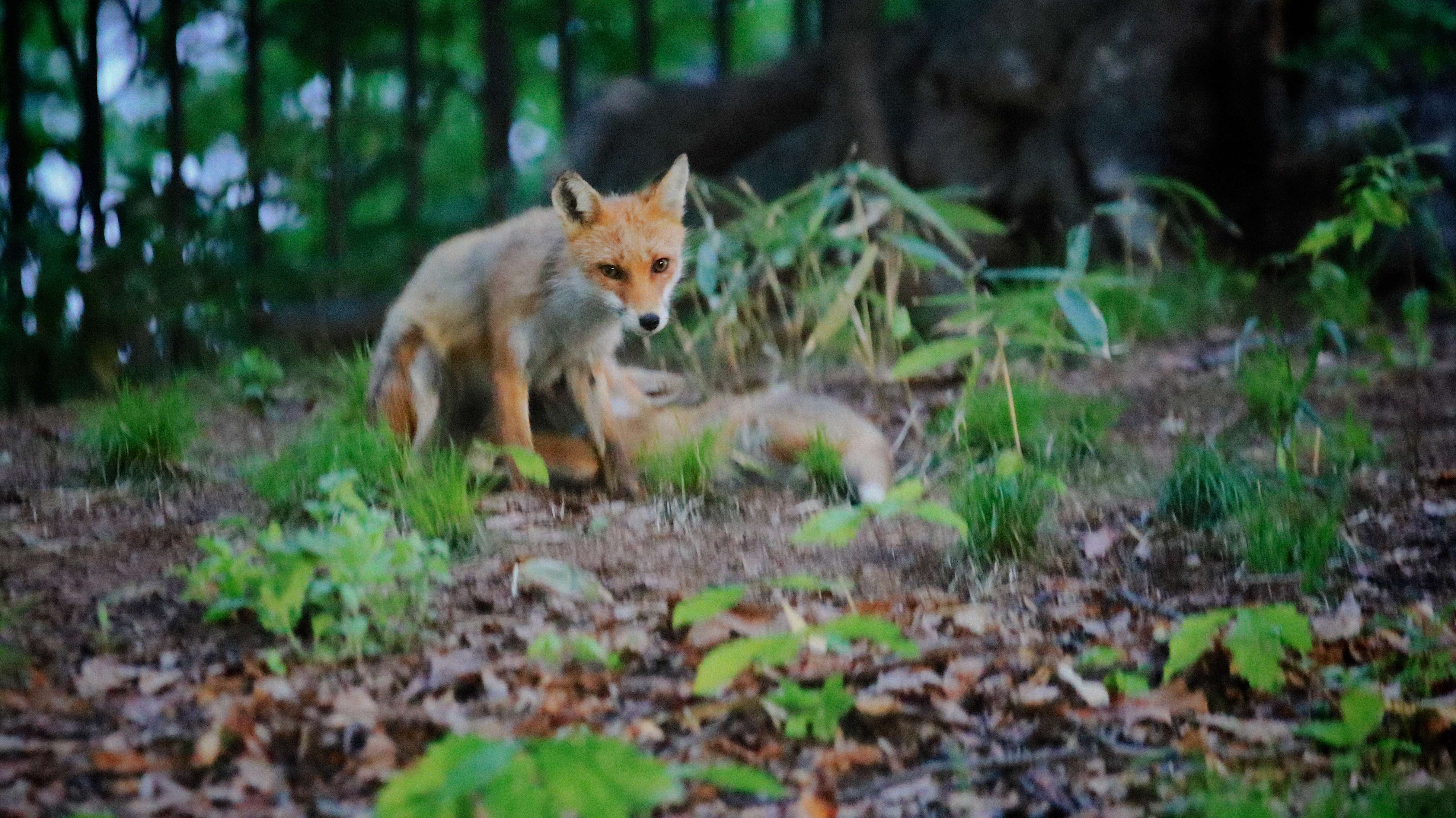 Image of Vulpes vulpes schrencki Kishida 1924