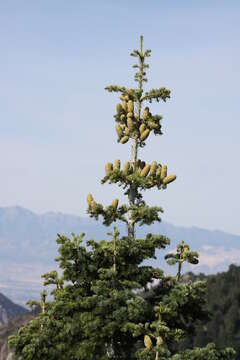 Image of white fir