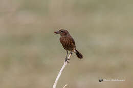 Image of Pied Bush Chat