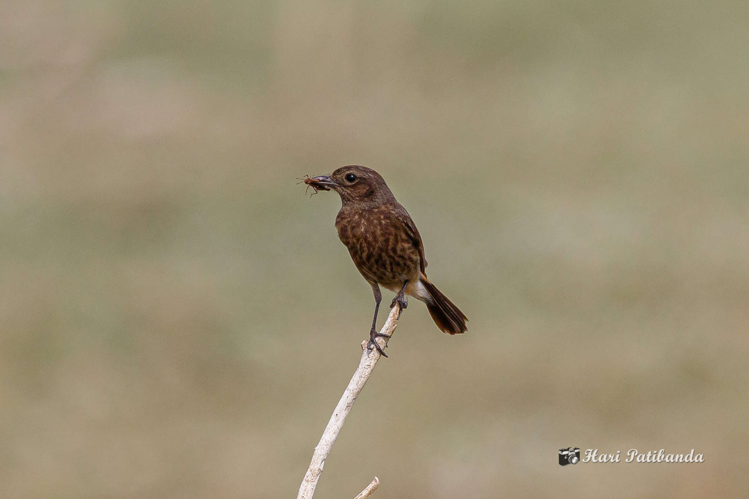 Image of Pied Bush Chat