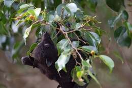 Image of Black Flying Fox