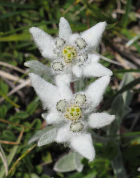 Image of edelweiss