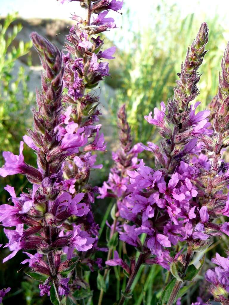 Image of Purple Loosestrife