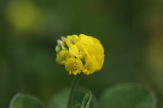 Image of black medick