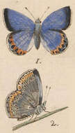 Imagem de Plebejus argyrognomon (Bergsträsser (1779))