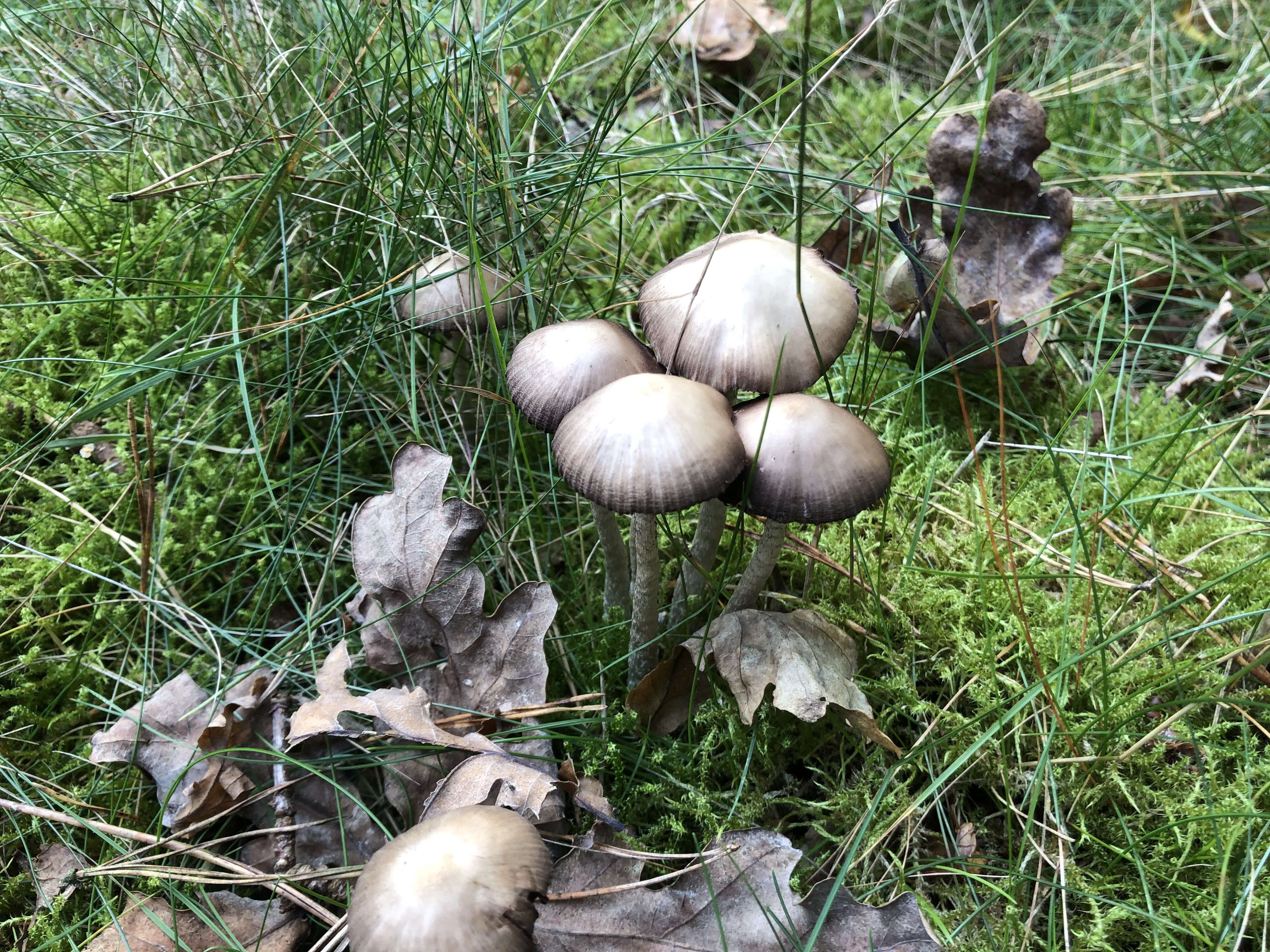 Image of Psathyrella bipellis (Quél.) A. H. Sm. 1946