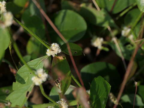 Image of sessile joyweed