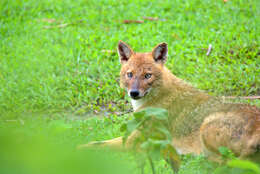 Image of Indian jackal