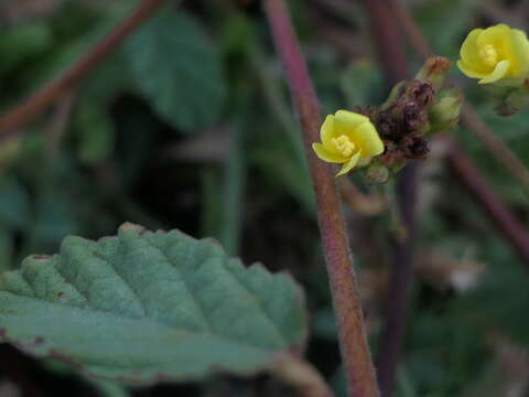 Image de Waltheria indica L.